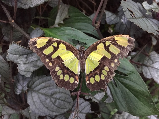 Les activités à réaliser pour une villégiature inoubliable au Costa Rica