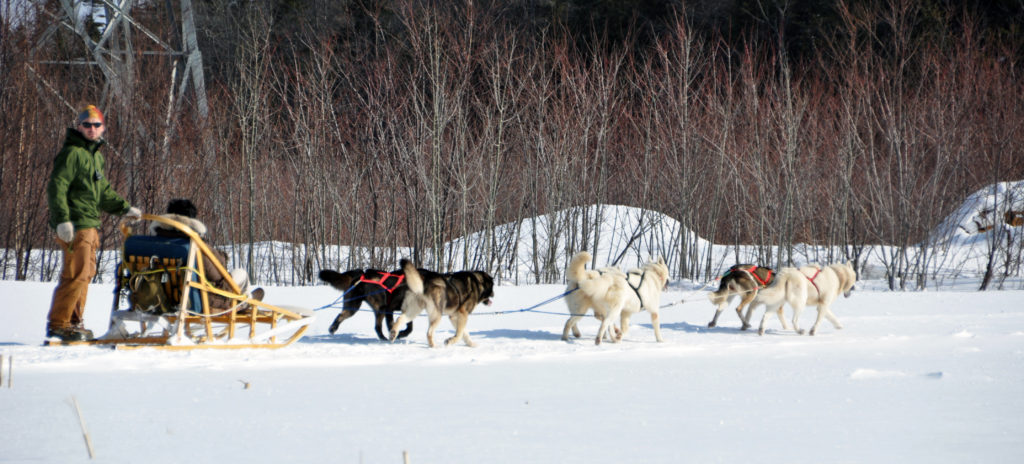 Traineau à chiens